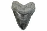 Serrated, Fossil Megalodon Tooth - South Carolina #285002-1